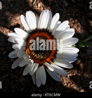 L'Arctotis fastuosa, comunemente nota come Cape daisy, è una colorata pianta fiorita originaria dell'Africa meridionale. Conosciuta per i suoi vibranti fiori simili a margherita, prospera in condizioni soleggiate e asciutte. Foto Stock