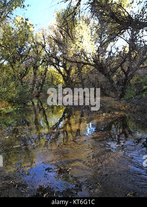 Questa immagine raffigura una vista della contea di Santa Cruz, Arizona, conosciuta per i suoi paesaggi desertici e la sua geografia unica. La regione è caratterizzata da un ambiente arido e da una bellezza naturale. Foto Stock