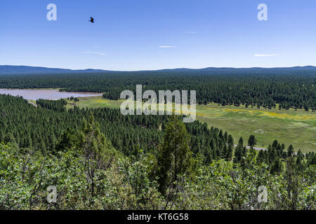 Arizona Trail- Anderson Mesa AZT-30 (36245177283) Foto Stock