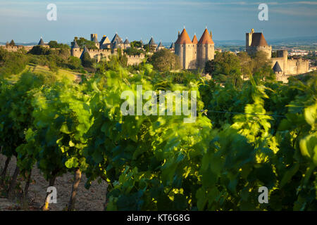 Soffiando viti d'uva in prima mattina con la città medievale di Carcassonne oltre, Occitanie, Francia Foto Stock