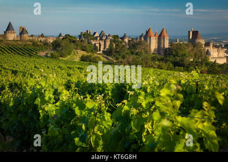 Soffiando viti d'uva in prima mattina con la città medievale di Carcassonne oltre, Occitanie, Francia Foto Stock