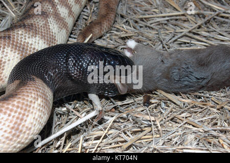 Nero australiano guidato python, Aspidites melanocephalus, inghiottendo un ratto nero, Rattus rattus Foto Stock