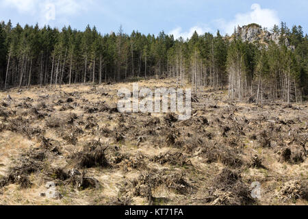 Foresta di essere abbattuto trasformando in un secco campo esanime Foto Stock