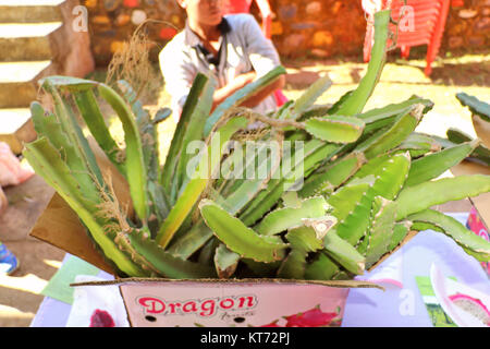 Coltivazione biologica di frutta e verdura di nord-est dell India visualizzazione durante hornbill festival tenutosi a Kohima, Nagaland. Foto Stock