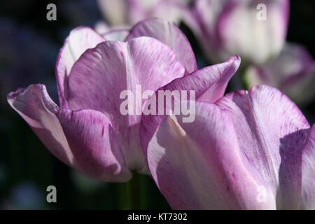 Due lavanda e tulipani bianco fino vicino Foto Stock