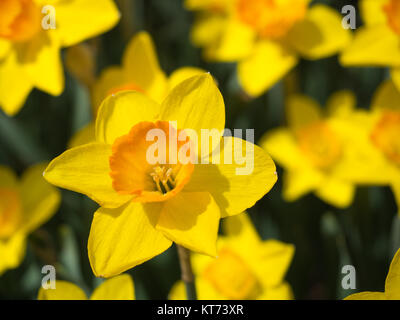 Yellow Daffodils fino vicino Foto Stock