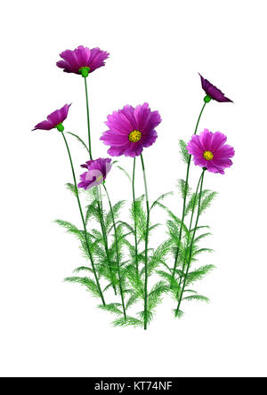 3D Rendering Cosmos fiori su bianco Foto Stock