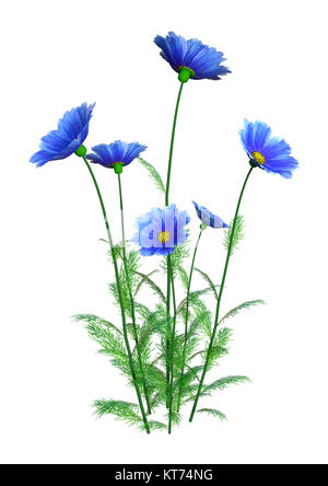 3D Rendering Cosmos fiori su bianco Foto Stock