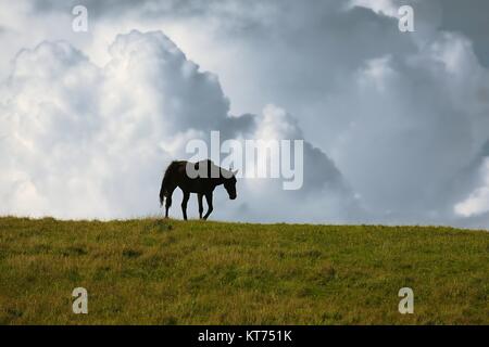 Cavallo nero all'orizzonte Foto Stock