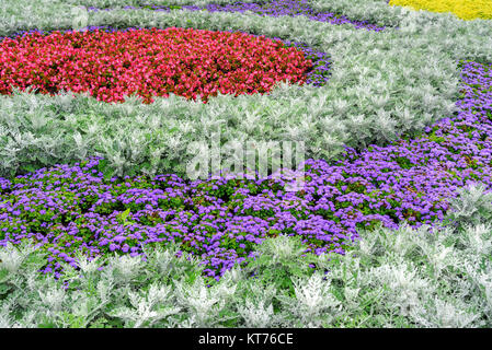 Fiori street decorazione. Bella aiuola sulla strada della città Foto Stock