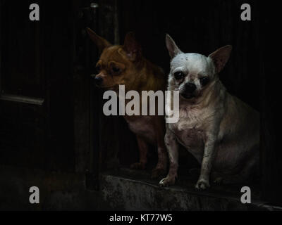 Due cani in Hoi An, Vietnam. Foto Stock