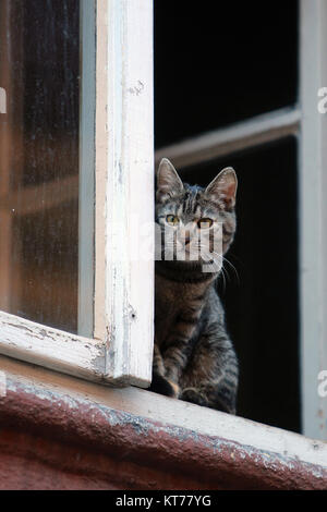 Cat guardando fuori da una finestra bianca Foto Stock