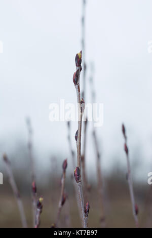 Impianto Chokeberry in primavera con gemme non aperti Foto Stock