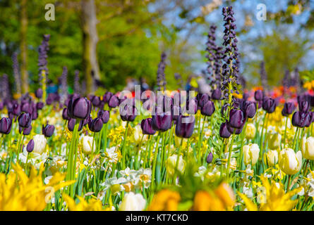 Radura di nero tulipani freschi in Keukenhof Foto Stock