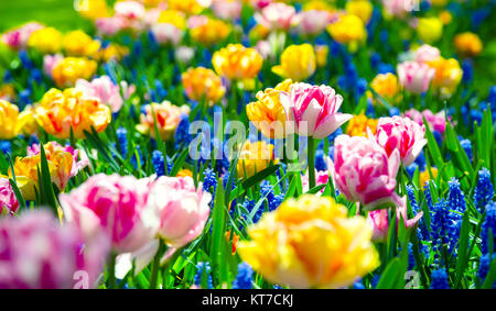 Radura di colorati tulipani freschi in Keukenhof Foto Stock