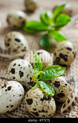 Organico fresco uova di quaglia e la molla il fogliame. Foto Stock