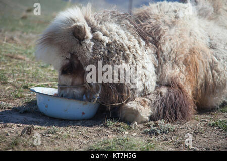 Mangiare Bactrian camel del bacino Foto Stock