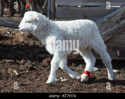 Poco bianco di agnello in una fattoria in montagna Foto Stock