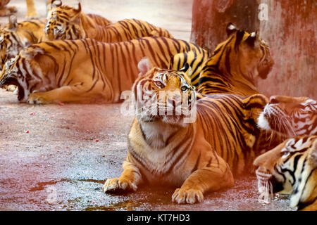 Gruppo di tigri,Thailandia Foto Stock