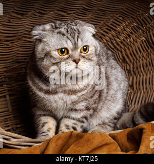 Strisce bicolore gatto con gli occhi gialli Scottish Fold si siede in un cestello di legno Foto Stock