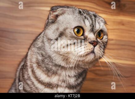 Strisce bicolore gatto con gli occhi gialli Scottish Fold Foto Stock