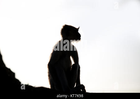Seduta Silhouette di scimmia Foto Stock