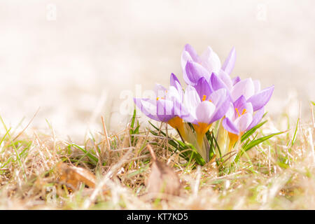 Viola crocus fiori in primavera Foto Stock