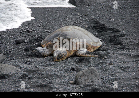 Die Meeresschildkröten (famiglia Cheloniidae) stellen im engeren Sinne eine Familie innerhalb der Schildkröten dar. Foto Stock