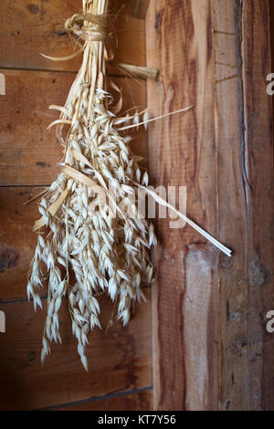 Fascio di avena appeso al muro del fienile sulle praterie dell'Alberta, Canada Foto Stock