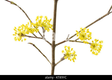 Fiori di un corniolo su sfondo bianco Foto Stock