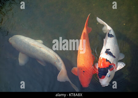 Koi Foto Stock