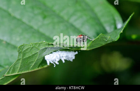 Alder Sawfly (Eriocampa ovata) adulto con larva bianca sotto. Sussex, Regno Unito Foto Stock