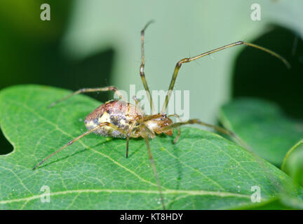 Tratto smussato spider (Tetragnatha obtusa) femmina su albero di quercia. Sussex, Regno Unito Foto Stock