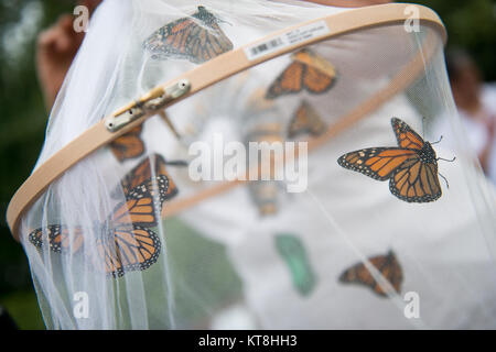 Al cimitero nazionale di Arlington il 9 agosto 2016, le farfalle Monarch furono tenute da volontari della Monarch Teacher Network prima di una cerimonia di rilascio. Le farfalle migreranno a sud verso il Messico. Foto Stock