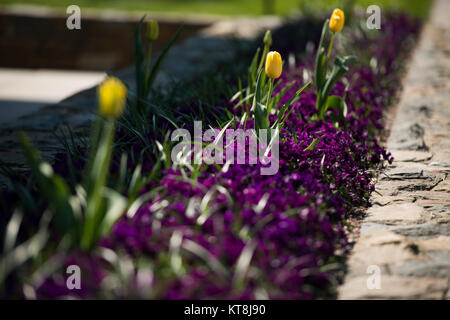 Tulipani gialli fiorisce in Al Cimitero Nazionale di Arlington il columbarium tribunali, Aprile 15, 2016 in Arlington, Virginia il cimitero di 624 acri sono una miscela unica di formali e informali di paesaggi, punteggiato da più di 8.600 nativo e alberi esotici. (U.S. Foto dell'esercito da Rachel Larue/Al Cimitero Nazionale di Arlington/rilasciato) Foto Stock