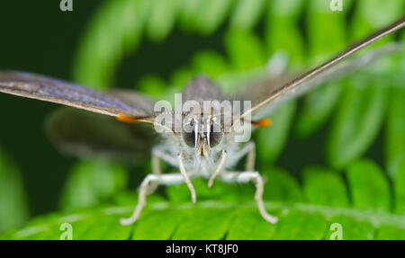 Testa di Viola Hairstreak Butterfly (Favonius (ex Neozephyrus) quercus) femmina in rovere. Sussex, Regno Unito Foto Stock