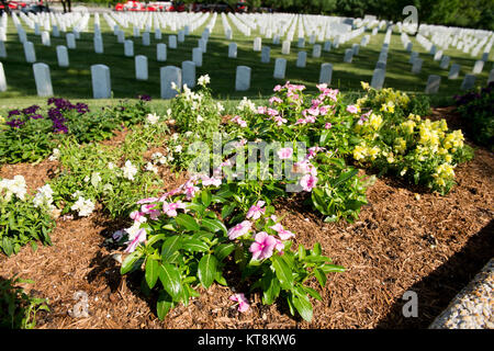 I fiori sbocciano in prossimità della passerella del USS Maine memoriale del montante nel Cimitero Nazionale di Arlington, la Sezione 24, Arlington, Virginia, 19 maggio 2015. Il montante è la effettiva del montante principale a bordo della USS Maine. (U.S. Foto dell'esercito da Rachel Larue/rilasciato) Foto Stock