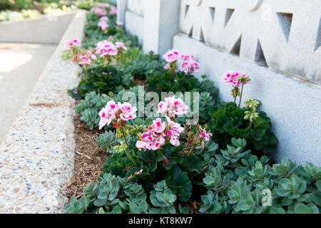 I fiori sbocciano in prossimità della passerella del USS Maine memoriale del montante nel Cimitero Nazionale di Arlington, la Sezione 24, Arlington, Virginia, 19 maggio 2015. Il montante è la effettiva del montante principale a bordo della USS Maine. (U.S. Foto dell'esercito da Rachel Larue/rilasciato) Foto Stock