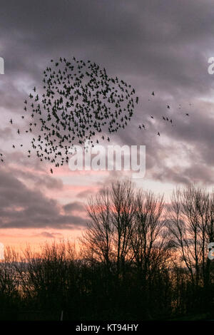 Burscough, Lancashire. 23 Dic, 2017. Regno Unito Meteo. Migliaia di starling in cerca di un posatoio comunale in canneti a Martin Mere, sono tormentati e pursed da parte di un residente falco pellegrino. Le forme volute e formano parte di una tecnica evasiva per sopravvivere e per confondere e impressiona il rapace. Più grande è la simulazione di greggi, più è difficile per i predatori individuare e prendere un singolo uccello. Per gli storni possono volare rapidamente in coordinato e ipnotizzante formazioni come una azione di gruppo per sopravvivere all'attacco. Credito: MediaWorldImages/Alamy Live News Foto Stock