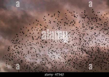 Burscough, Lancashire. 23 Dic, 2017. Regno Unito Meteo. Migliaia di starling in cerca di un posatoio comunale in canneti a Martin Mere, sono tormentati e pursed da parte di un residente falco pellegrino. Le forme volute e formano parte di una tecnica evasiva per sopravvivere e per confondere e impressiona il rapace. Più grande è la simulazione di greggi, più è difficile per i predatori individuare e prendere un singolo uccello. Per gli storni possono volare rapidamente in coordinato e ipnotizzante formazioni come una azione di gruppo per sopravvivere all'attacco. Credito: MediaWorldImages/Alamy Live News Foto Stock