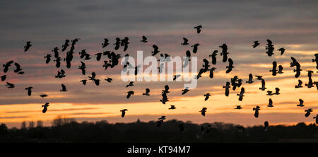 Lapwing Birds in Flight, vola tra le nuvole a Burscough, Lancashire, Regno Unito. Gli stormi di Lapwings tornano alla riserva naturale di Martin Mere mentre i tramonti in una giornata nebbiosa, nebbiosa e nebbiosa. Questi uccelli familiari segnano il cambiamento delle stagioni; l'arrivo di greggi migranti segnalano l'inizio del freddo inverno e il volo di salto e la chiamata "peewit" nota l'arrivo della primavera. Foto Stock
