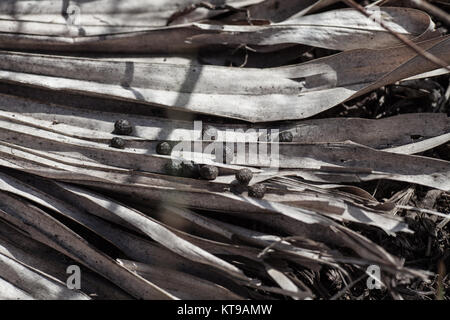 Vecchio alterate di foglie di palma con escrementi animali Foto Stock