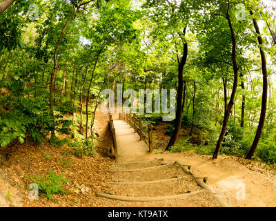 Sentiero attraverso una foresta misteriosa. Immagine fisheye. Seoul, Corea del Sud Foto Stock