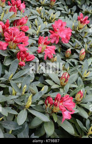 Rhododendron bloosom bush in primavera gemme di colore rosso e flowerheads. Foto Stock