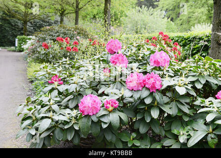 Rhododendron bloosom bush in primavera. Boccioli di rosa e flowerheads. Foto Stock