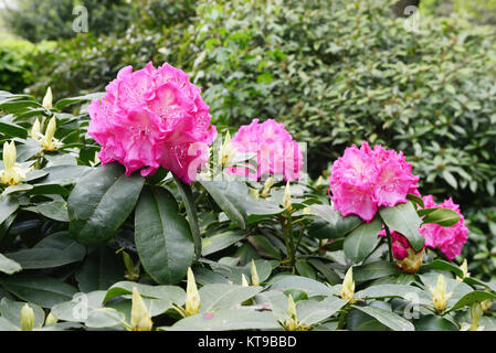 Rhododendron bloosom bush in primavera. Boccioli di rosa e flowerheads. Foto Stock