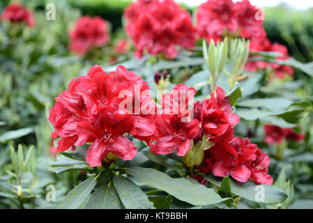 Rhododendron bloosom bush in primavera gemme di colore rosso e flowerheads. Foto Stock