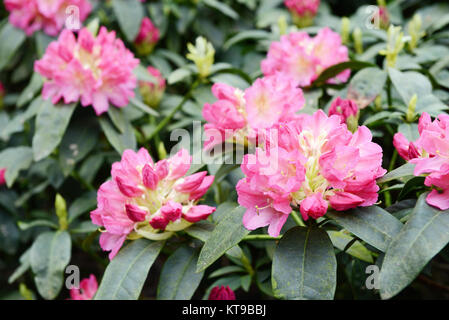 Rhododendron bloosom bush in primavera. Boccioli di rosa e flowerheads. Foto Stock