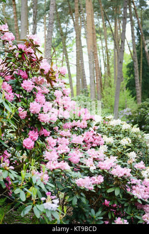 Rhododendron bloosom bush in primavera. Boccioli di rosa e flowerheads. Foto Stock