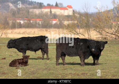 bestiame galloway sul pascolo Foto Stock